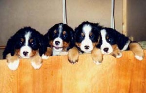 CWurfJan2000