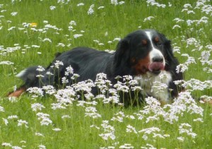 Gaia nach Hochzeit 2013