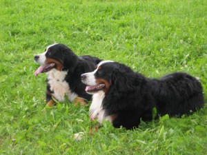HugoundCeres2005