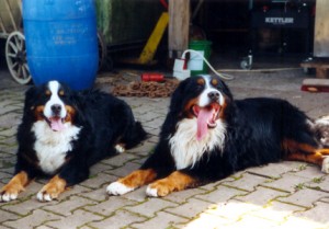 RiccoundCeres2002